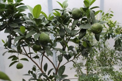 C. aurantifolia x C. myrtifoli - 